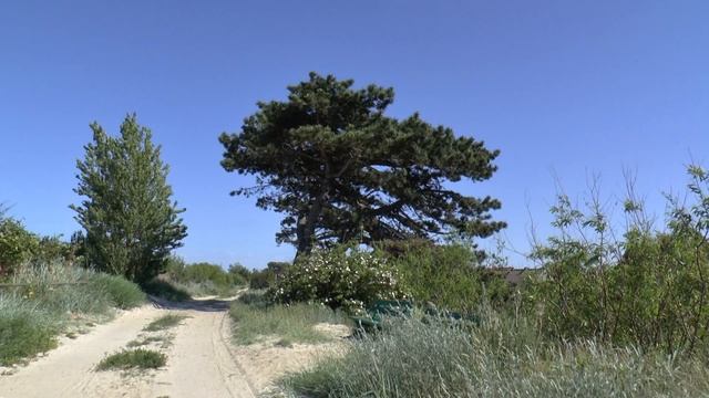 KUŹNICA PINUS NIGRA SOSNA CZARNA THE BLACK PINE TREE 19 CZERWCA 2017 смотреть онлайн