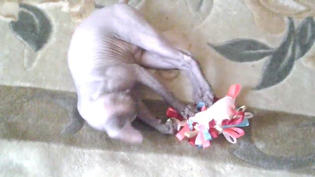 Сфинкс играет... смотреть онлайн