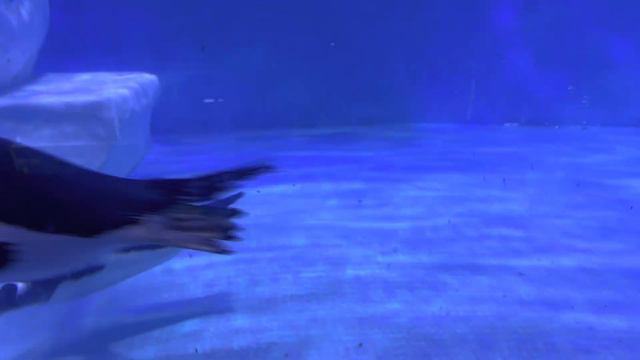 пингвины в аквариуме Dubai Mall,06.01.23