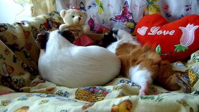 ВЫБОР КЛЕТКИ ДЛЯ МОРСКОЙ СВИНКИ. КАКОГО РАЗМЕРА ДОЛЖНА БЫТЬ КЛЕТКА ДЛЯ МОРСКОЙ СВИНКИ. смотреть онлайн