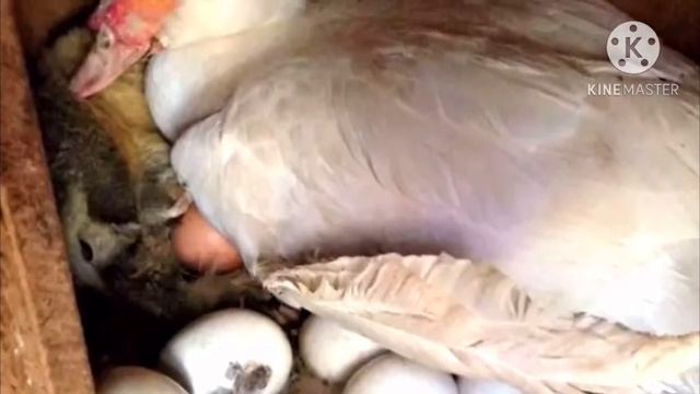 Фермер заглянул в гнездо утки, то что он там увидел поразило его до глубины души ? смотреть онлайн