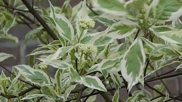 cornus alba variegata смотреть онлайн