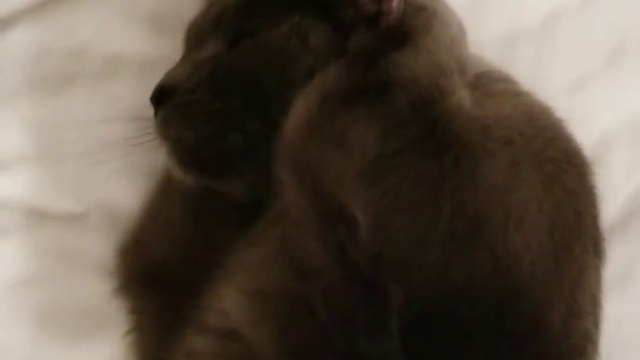 кот не хочет слушать хозяина,закрывает уши) смотреть онлайн