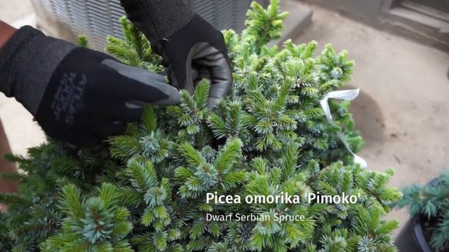 Garden Design Tip: Select Slow Growing Conifers for Small Garden смотреть онлайн