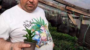 Как правильно прищипнуть гвоздику для хорошего разрастания.