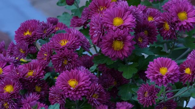 Fall Mood with Chekalin's Music. Осеннее настроение под музыку Чекалина. смотреть онлайн