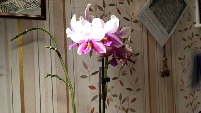 Обзор орхидеи #Liodoro. Полный роспуск. смотреть онлайн
