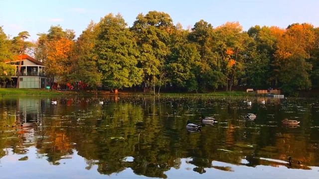 Утро в осеннем парке смотреть онлайн