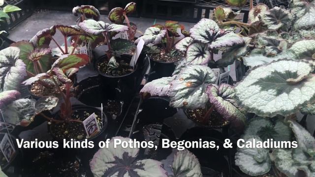 🇵🇭 LOCAL GARDEN PLANT SHOP NEAR ME: PLANT HAUL. BUHAY AMERIKA. My Summer Gardening. Gunter's Grnhou смотреть онлайн