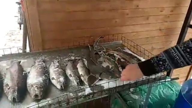 Рыбалка Симбухово СУТОЧНИК смотреть онлайн