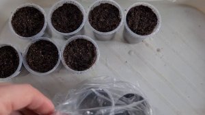 Целозия Перистая выращивание из семян. Целозия Перистая посадка и уход.