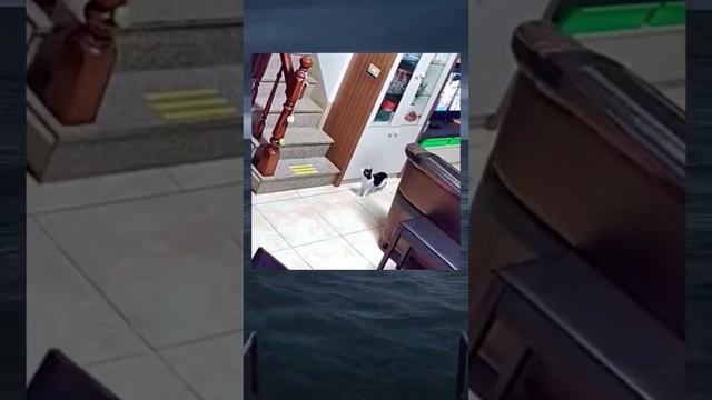 @funnyjapanok смотреть онлайн