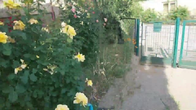 Частные домики Белграда изнутри: виноградная беседка, фруктовый сад, розарий в цвету и другие чудес смотреть онлайн