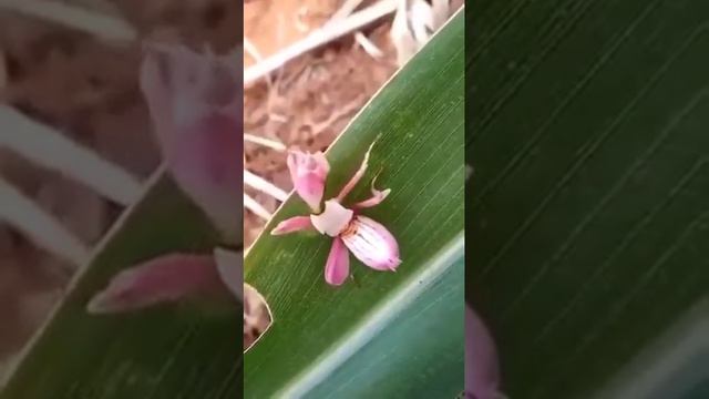 Beautiful Camflouge Insect Nature Survival Instinct смотреть онлайн