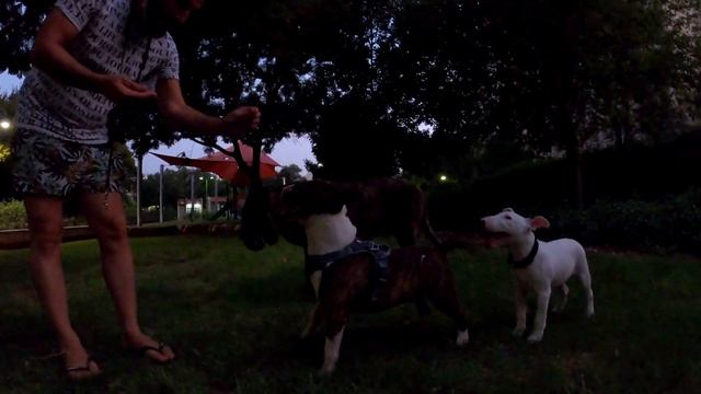 Walk with Bull terrier Ostap & Puppy / Прогулка с Буль терьерами Остап и щенок смотреть онлайн
