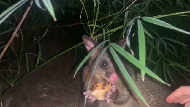 Австралийский Поссум (Ч3 - последнее видео из трилогии) смотреть онлайн