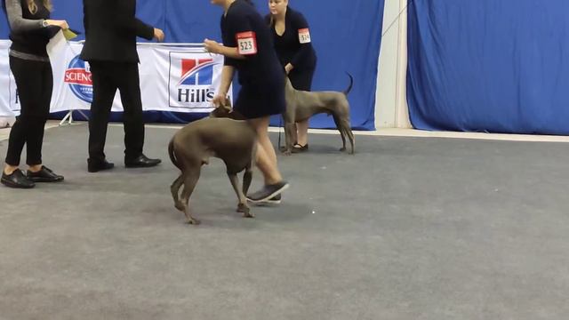 Н.Новгород 20.10.19 кобели смотреть онлайн