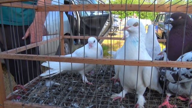 Птичий рынок. Павловская. Часть 1. [16.05.2021] смотреть онлайн