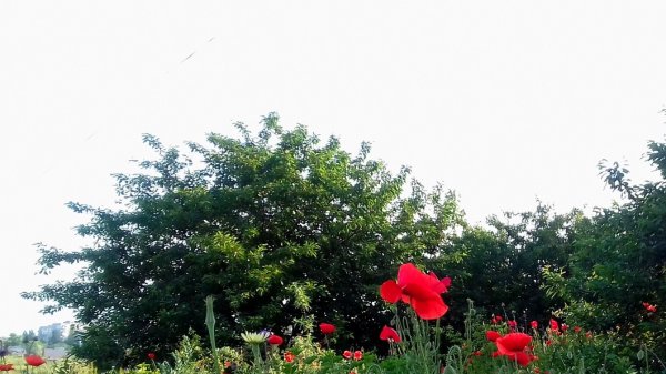 МЕЛОДИЯ МАЯ.