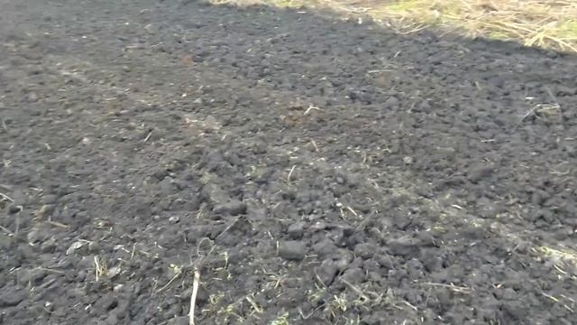 пытаюсь подготовить землю под чеснок смотреть онлайн