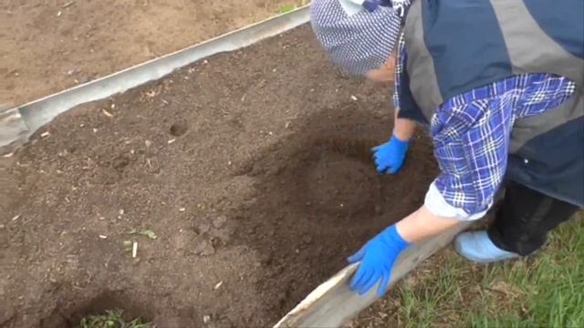 Посадка кабачков рассадой выращенной без земли Высадка кабачков на органику смотреть онлайн