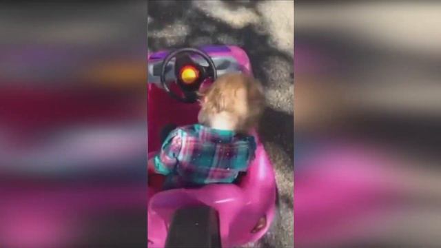 Лучшие видео недели смотреть онлайн