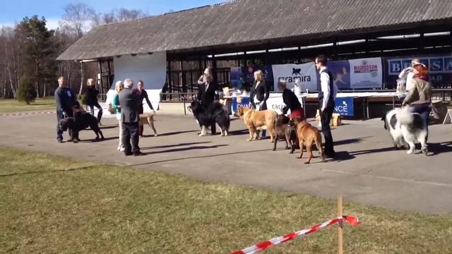 4.5.13 Estonian Mastiff club XV Specialty show BIS (BEST IN SHOW) смотреть онлайн