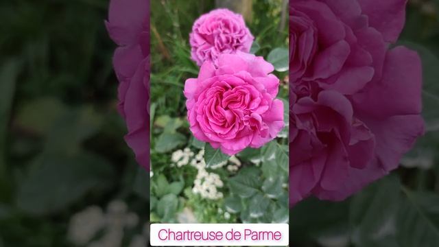 Chartreuse De Parme. Обожаю эту розу с неимоверными завитушками и огромными цветами! #Shorts