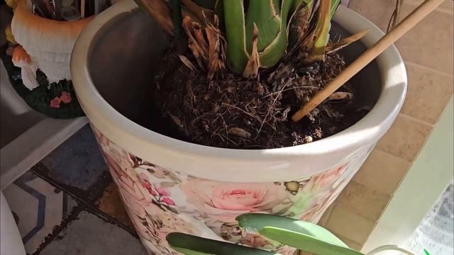 2Ц. Орхидея Цимбидиум. Полив / Cymbidium Orchid. Watering