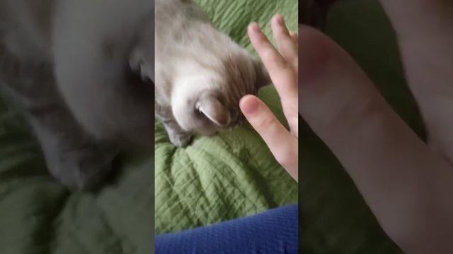 дрессированный кот ( старое видео, сейчас он знает больше команд ) смотреть онлайн