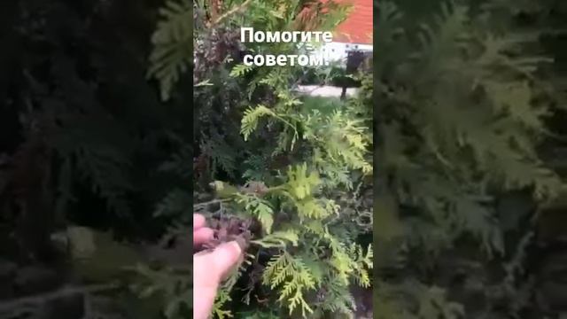 Туя! Что делать? смотреть онлайн