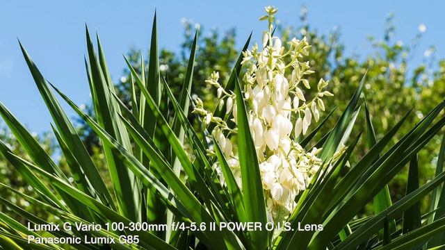 Panasonic Lumix G Vario 100-300mm F/4-5.6 II POWER O.I.S. Lens On Panasonic Lumix G85