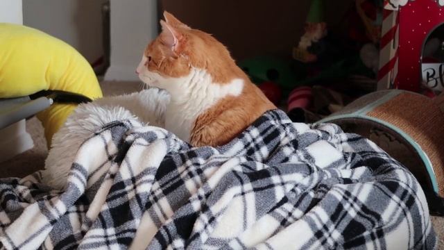 Cozy Cat Wakes Up смотреть онлайн
