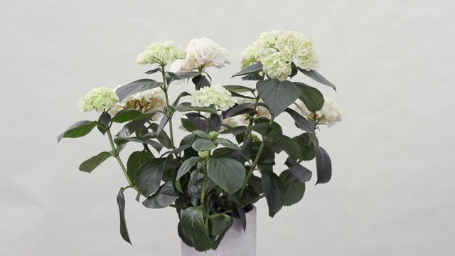 Kolster BV & Horteve Breeding Magical Hydrangea varieties 2020 #021 смотреть онлайн