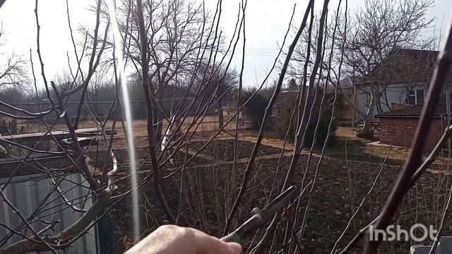 Как обрезать яблоню?, чтобы яблок было завались ?????! как отличить плодовые почки? и не срезать их смотреть онлайн