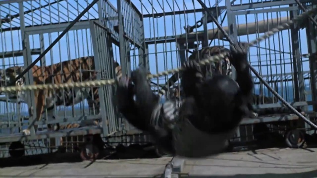 05.Тигры на свободе смотреть онлайн