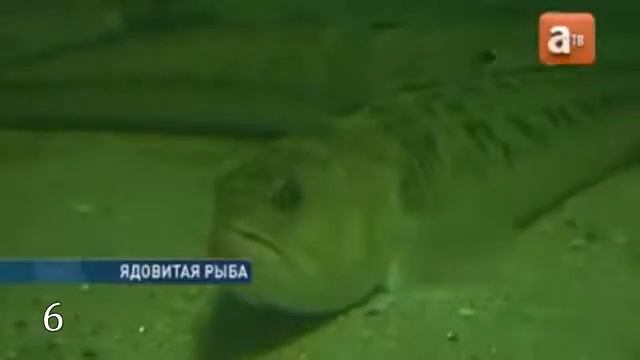 10 самых опасных животных в России смотреть онлайн