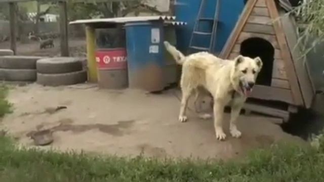 Питомник Димы Беседина смотреть онлайн