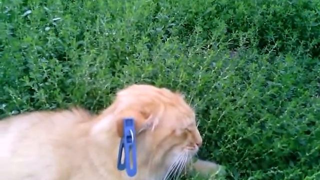 кот на паузе смотреть онлайн
