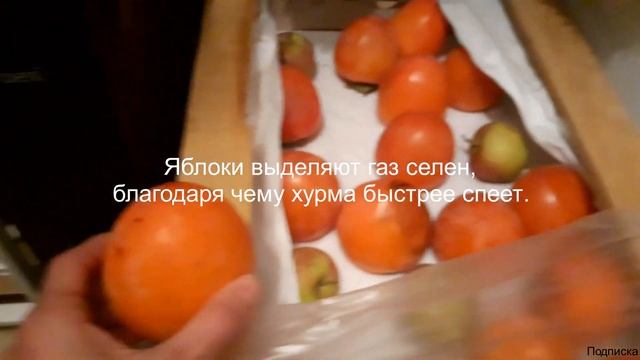 Хурма как сделать чтобы хурма не вязала и была спелой смотреть онлайн