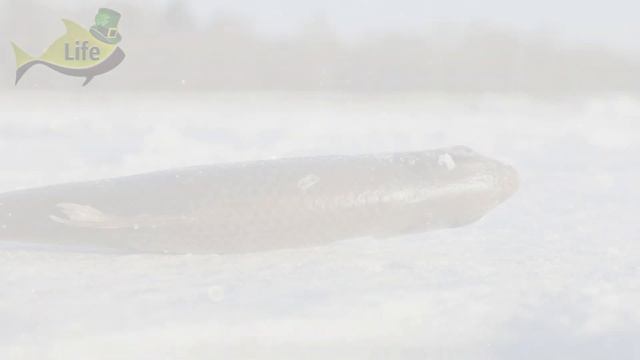 Рыба не будет клевать зимой если у рыболова пахнут этим руки! Какие запахи отпугивают рыбу зимой? смотреть онлайн
