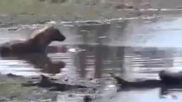 Unsuspecting Coyote Gets Surprise Attack From Alligator When Trying To Get Food