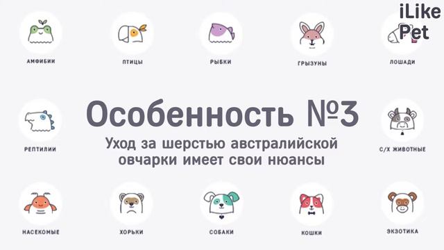 5 особенностей ухода за австралийской овчаркой смотреть онлайн