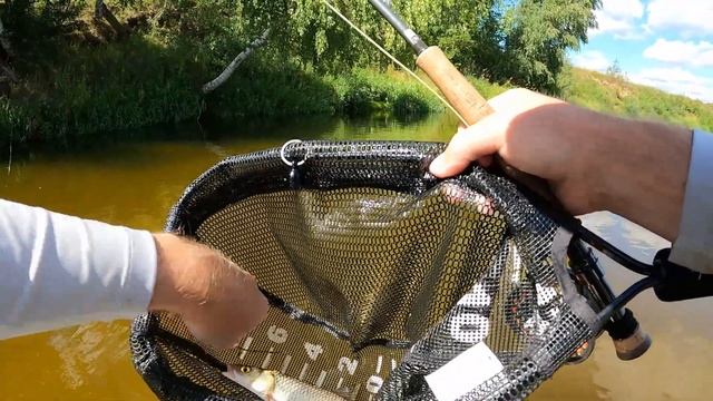 Голавли на Black Zulu, язь на жука. Отличная нахлыстовая рыбалка! смотреть онлайн