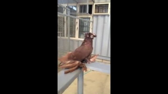 Узбекские голуби / Uzbekistan Tauben (Абдурахим Акбаров , Ташкент, Узбекистан )