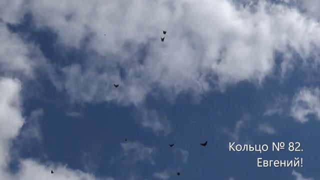 Голуби. Безалтынов Евгений! смотреть онлайн