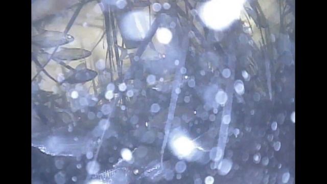 Рыбы море.Подводное видео на рыбных местах.Весенний выход рыбы.Густера кишит. смотреть онлайн