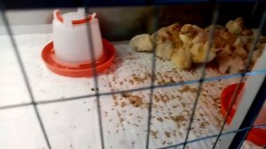 ПРОПОЙКА ДЛЯ ИНДЮШАТ, ЛУЧШАЯ ПРОПОЙКА. СДЕЛАЙТЕ ЭТО И ЗАБУДЬТЕ О ПАДЕЖЕ ПТИЦЫ ПОРОДНОЙ И БРОЙЛЕРА