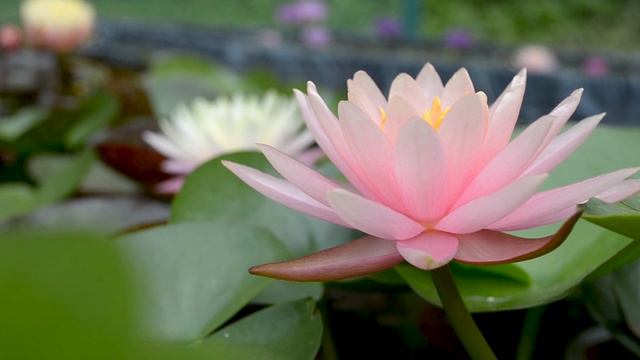 Нимфея Colorado (Nymphaea Colorado) Первое цветение