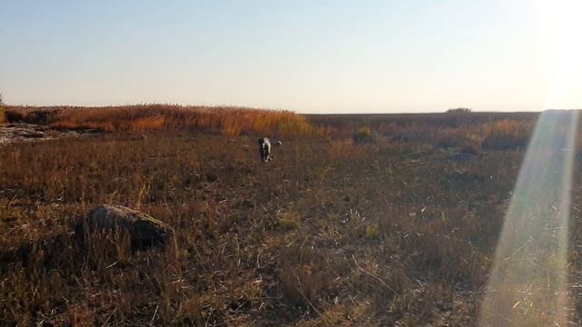 ВЛОГ: ПОКУПКИ ОДЕЖДЫ НА ОСЕНЬ!?ВСТРЕЧА С ОЛЕЙ!? ШАШЛЫКИ и ГРОЛИ!? смотреть онлайн